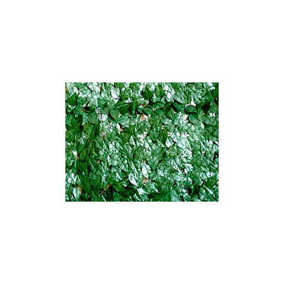 F36470037 Art. 790/6 UMJETNA ŽIVICA ZIMZELENA LIST LOVORA od poliestera mjere 1 x 3 m Biacchi